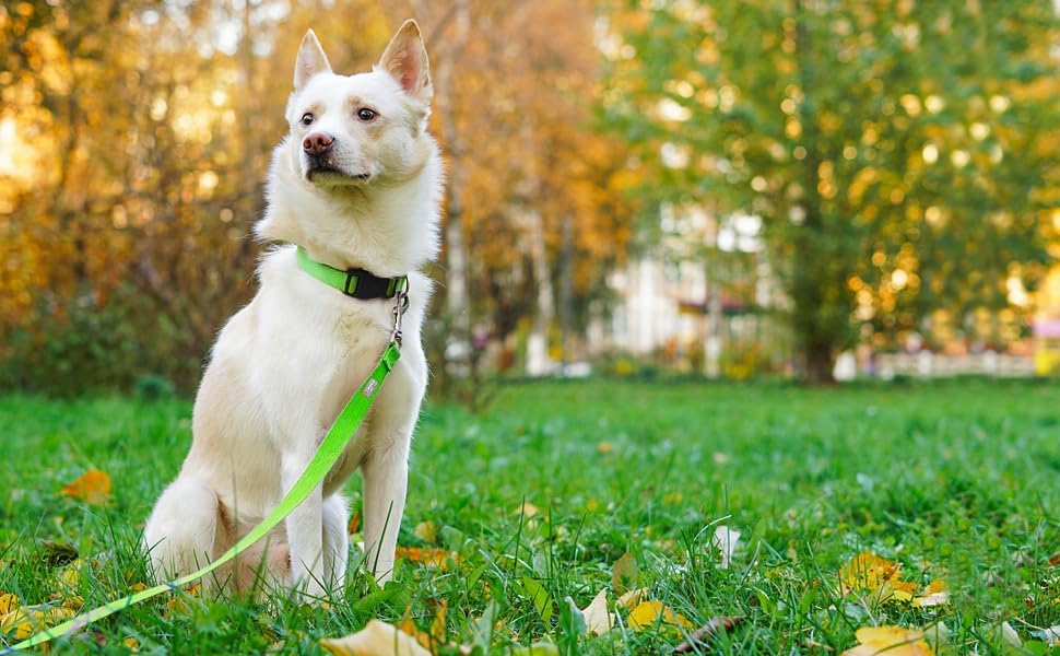 6 FT Reflective Dog Leash for Medium Dogs