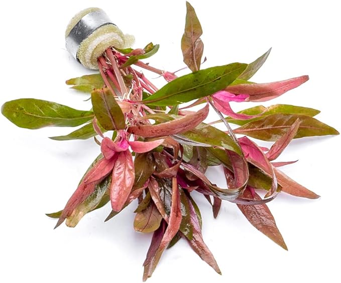 Live Aquarium Red Stem Plants - Freshwater Aquatic Plant for Fish Tanks, Aquascaping - (Alternanthera Reineckii, 4 Bunches)