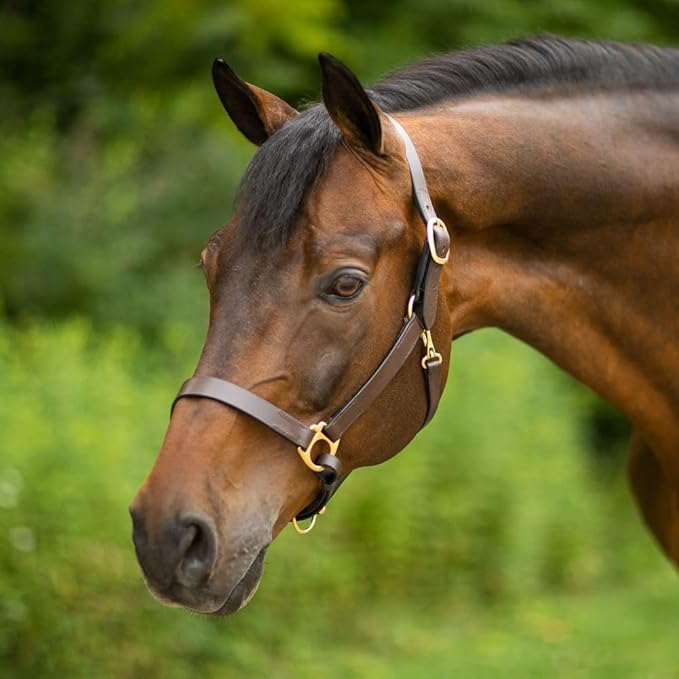 Dura-Tech Premier Lancaster Leather Halter for Horses | Simple Economy Leather Halter with Adjustable Fit & Solid Brass Hardware