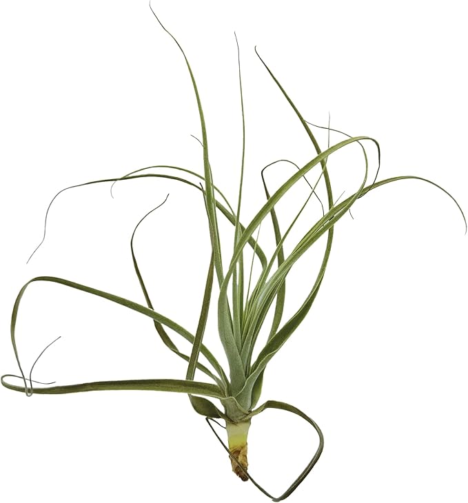 Air Plants - Tillandsia Straminea Jumbo 6-9" - 3ct - Live Arrival Guaranteed - House Plants for Home Decor & Gift