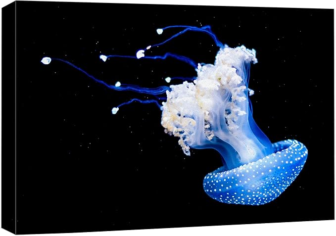 wall26 Canvas Print Wall Art Mystic Fantasy Tropical Blue X-Ray Jellyfish Nature Animals Photography Realism Rustic Scenic Landscape Wilderness Colorful for Living Room, Bedroom, Office - 12"x18"