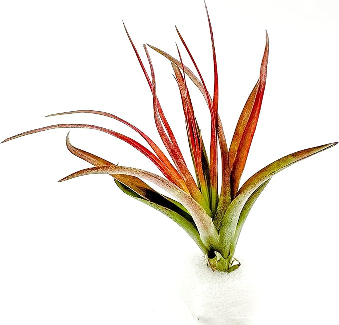 Air Plants - Tillandsia Brachycaulos Abdita, Large 4-6" - 5 ct - Live Arrival Guaranteed - House Plants for Home Decor & Gift
