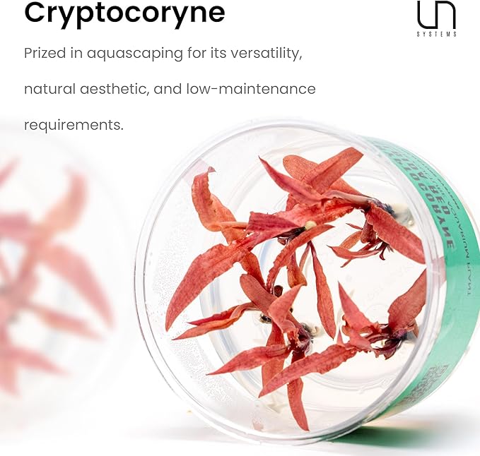 Ultum Nature Systems Cryptocoryne Mioya Tissue Culture Live Plant for Aquarium, Aquascape, Freshwater Fish Tanks - 100% Snail Free in Vitro