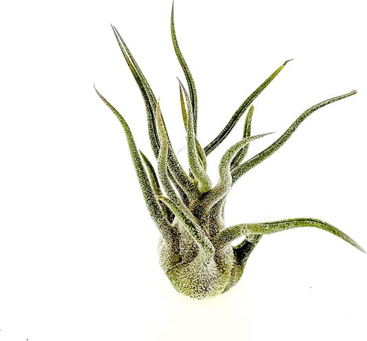 Air Plants - Tillandsia Pruinosa, Large 3-5" - 1ct - Live Arrival Guaranteed - House Plants for Home Decor & Gift