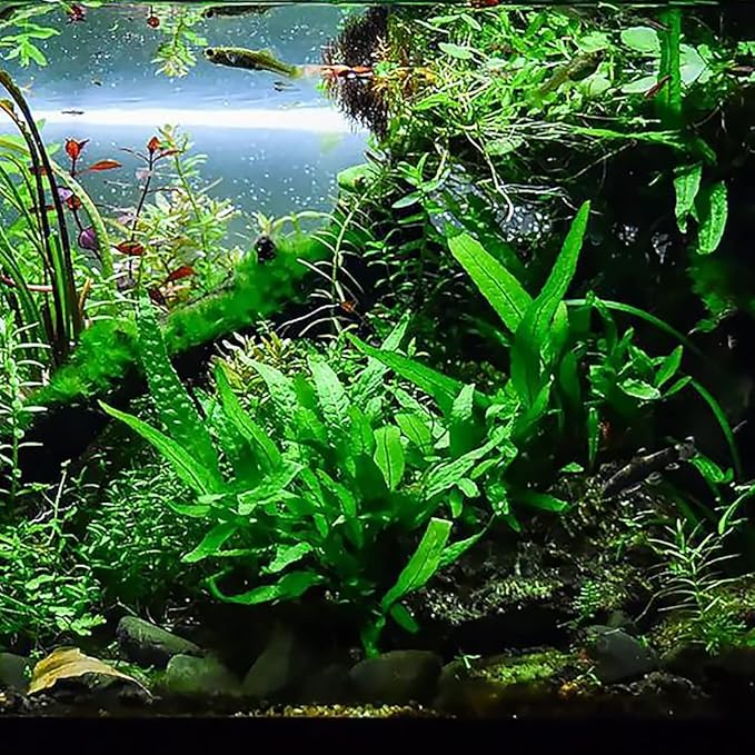 Java Fern Live Aquarium Plants - Potted Freshwater Plant for Fish Tanks - Beginner Friendly, Low Light (Java Fern, 1 Pot)