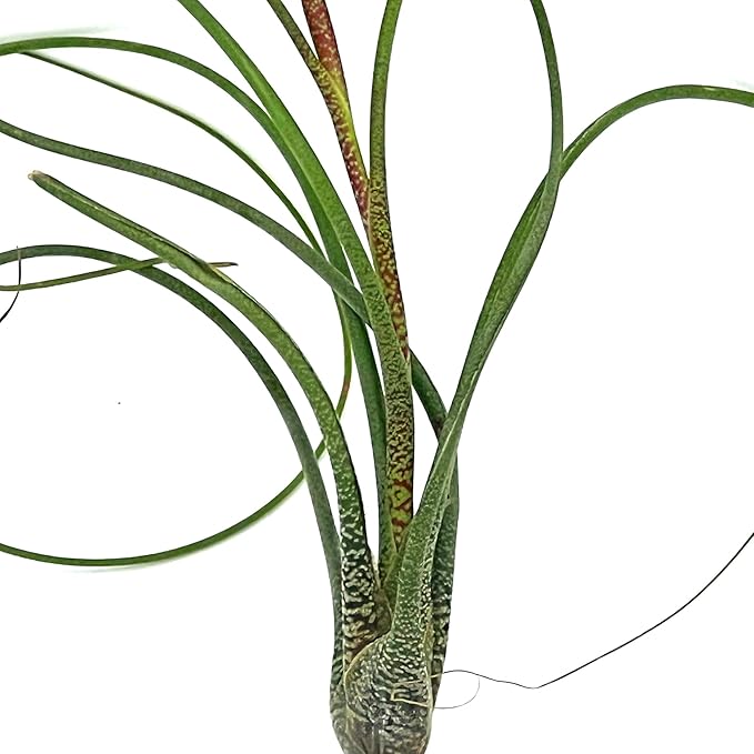 Live Air Plants - Tillandsia Butzii, Jumbo 7-9" - 5ct - Live Arrival Guaranteed - House Plants for Home Decor & Gift
