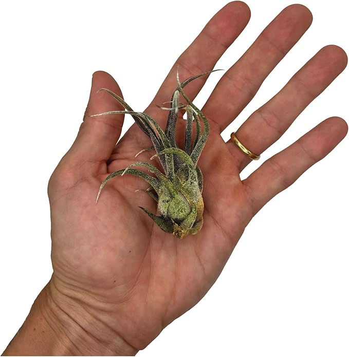 Air Plants - Tillandsia Pruinosa, Large 3-5" - 5ct - Live Arrival Guaranteed - House Plants for Home Decor & Gift