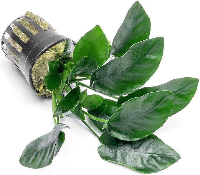 Anubias Live Aquarium Plants - Potted Freshwater Plant for Fish Tanks, Terrariums - Beginner Friendly Low Light (Nana, 3 Pots)