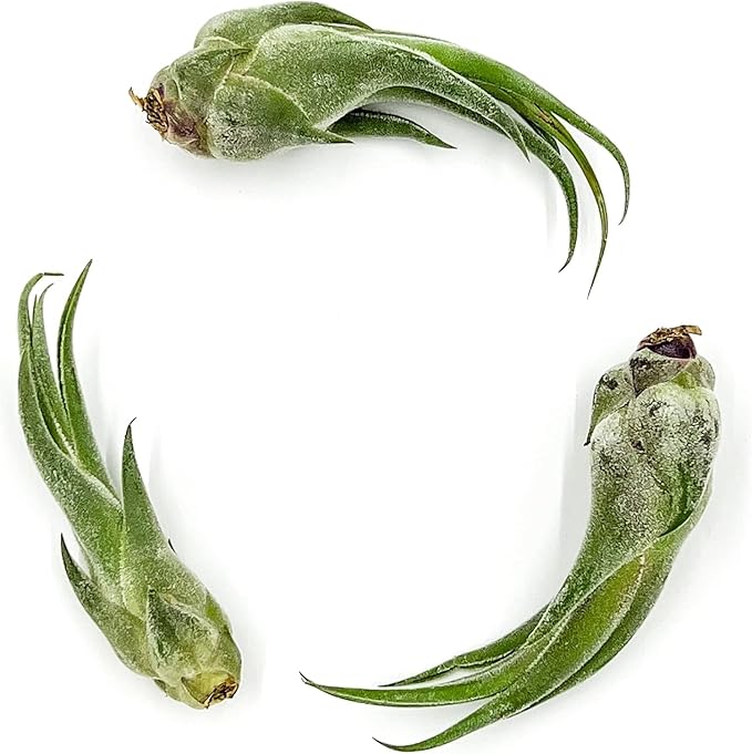 Air Plants - Tillandsia Seleriana, Large 4-6" - 1ct - Live Arrival Guaranteed - House Plants for Home Decor & Gift