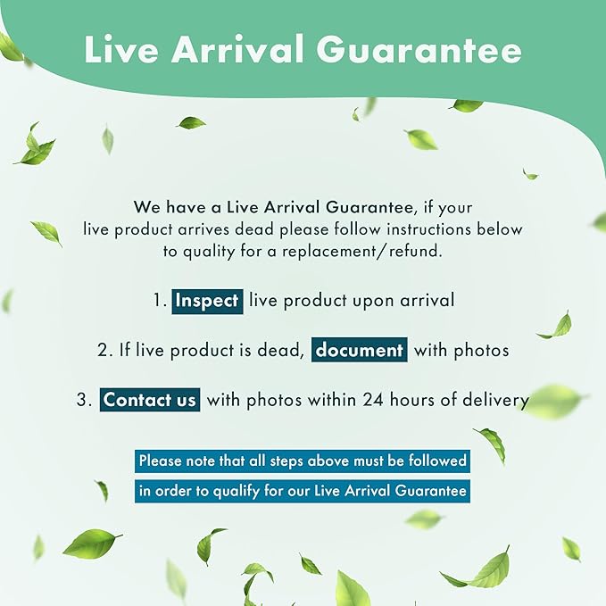 Live Aquarium Plants on Driftwood, Lava Rock, Moss, Fiber Mat - Freshwater Fish Tanks - Easy, Beginner Friendly (Christmas Moss on Clay)