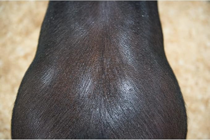 Weaver Leather Swine Conditioner and Shine
