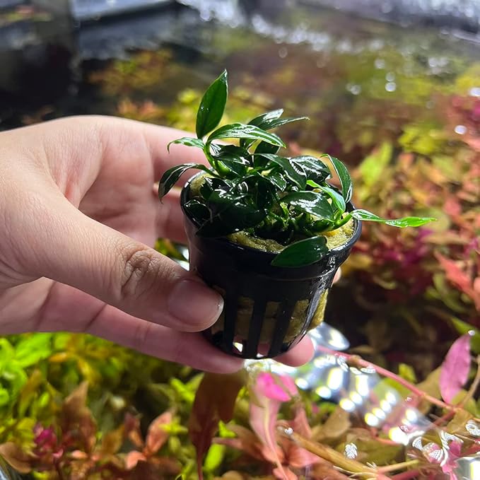 Anubias Live Aquarium Plants - Potted Freshwater Plant for Fish Tanks, Terrariums - Beginner Friendly Low Light (Jungle Star, 1 Pot)