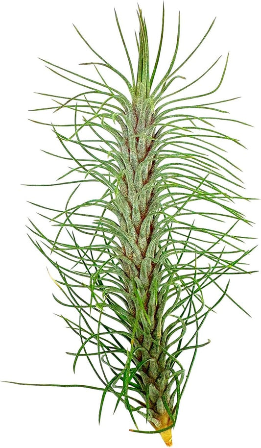 Air Plants - Colombian Tillandsia Funckiana, Large 5" - 1ct - Live Arrival Guaranteed - House Plants for Home Decor & Gift