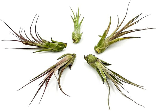 Live Air Plant – Tillandsia Capiput, Jumbo 6-9” - 5 ct - Live Arrival Guaranteed - House Plants for Home Decor & Gift
