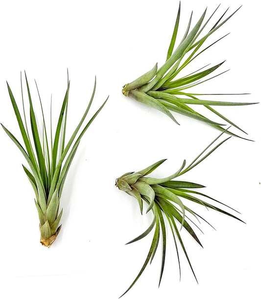 Air Plants - Tillandsia Fasciculata Tricolor, Large 4-6" - 3ct - Live Arrival Guaranteed - House Plants for Home Decor & Gift