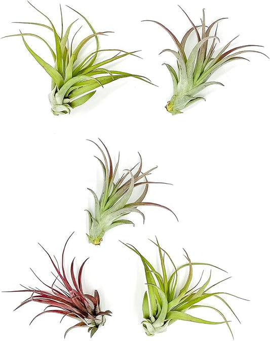 Air Plants - Tillandsia Brachycaulos Multiflora, Jumbo 5-7" - 5 ct - Live Arrival Guaranteed - House Plants for Home Decor & Gift