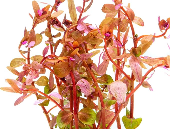 Live Aquarium Red Stem Plants - Freshwater Aquatic Plant for Fish Tanks, Aquascaping - (Rotala Rotundifolia, 1 Bunch)