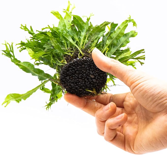 Java Fern Live Aquarium Plants – Windelov, Narrow Leaf & More– Easy Aquascaping Plants for Freshwater Tanks, Low Light, No CO₂ (Java Fern Windelov on Nutripad)