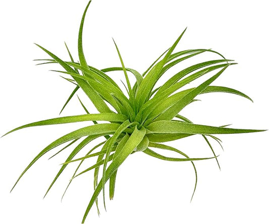 Live Air Plants - Tillandsia Geminiflora 1-3" - 1ct – ragnaroc Live Indoor Plant - Live Arrival Guaranteed - House Plants for Home Decor & Gift
