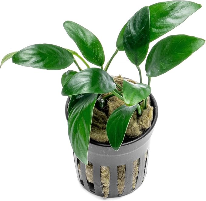 Anubias Live Aquarium Plants - Potted Freshwater Plant for Fish Tanks, Terrariums - Beginner Friendly Low Light (Congensis Mini, 3 Pots)