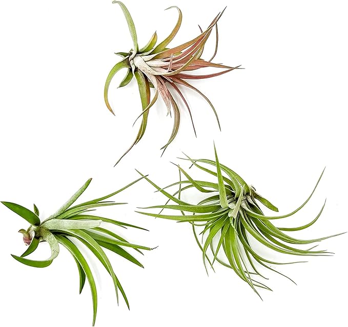 Air Plants - Tillandsia Brachycaulos Abdita, Large 4-6" - 3 ct - Live Arrival Guaranteed - House Plants for Home Decor & Gift