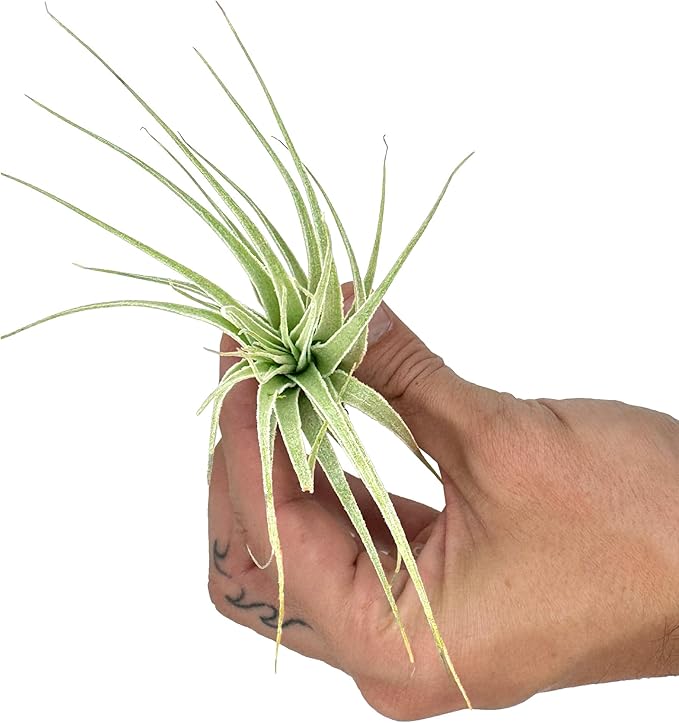 Live Air Plant - Tillandsia Gardneri 5-7” - 2ct - ragnaroc Rare Collectors Indoor Tropical Plant - Live Arrival Guaranteed - House Plants for Home Decor & Gift