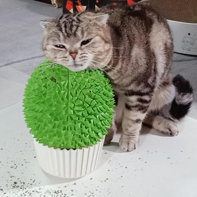 Catnip Feeder - Cat Face Scratcher Wall Corner Massage Comb for Indoor Cats Self Grooming Brush (Green)