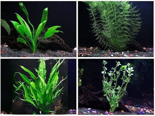 4 Species Aquarium Plants Package - Java Fern (Microsorum), Hornwort (Ceratophyllum demersum), Amazon Sword (Echinodorus), and Moneywort (Bacopa Monniery)