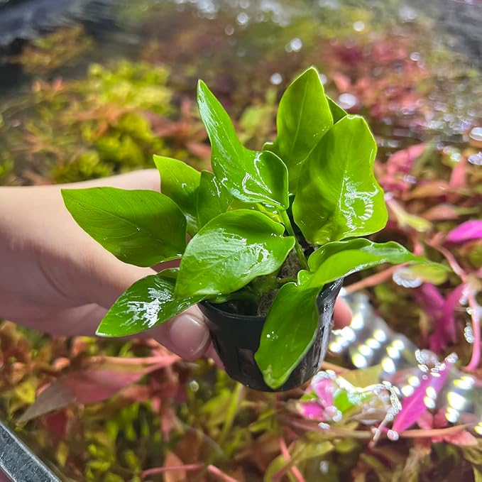 Anubias Live Aquarium Plants - Potted Freshwater Plant for Fish Tanks, Terrariums - Beginner Friendly Low Light (Nana Golden, 1 Pot)