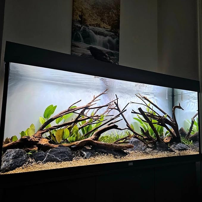 Live Plant - Amazon Sword (Echinodorus Bleheri) - Beginner Friendly, Easy Care, Medium Light, Midground to Background Placement - Freshwater Aquarium Decoration - 1 Bunch (4-5 Plants)