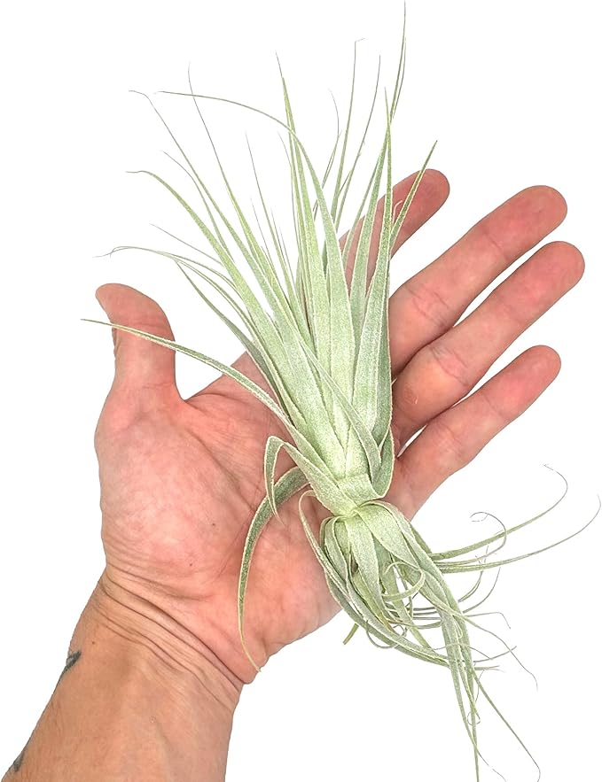 Live Air Plant - Tillandsia Gardneri 5-7” - 2ct - ragnaroc Rare Collectors Indoor Tropical Plant - Live Arrival Guaranteed - House Plants for Home Decor & Gift