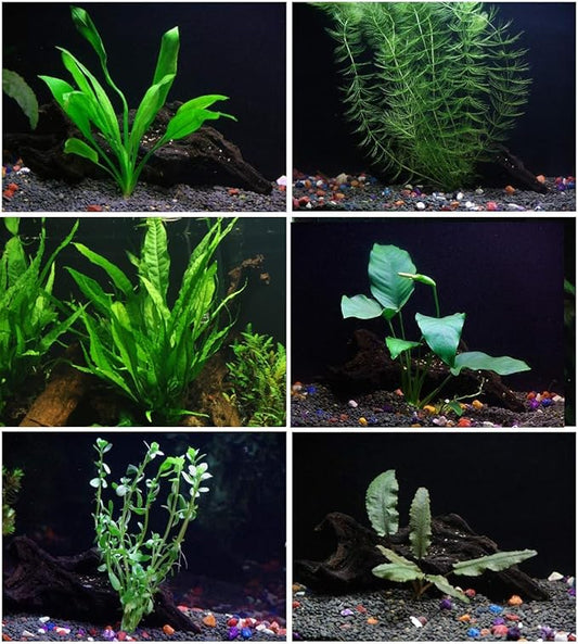 6 Species Aquarium Plants Package - Java Fern (Microsorum), Anubias (Anubias Barteri), Hornwort (Ceratophyllum demersum), Swords (Echinodorus), Moneywort (Bacopa), Cryptocoryne Green (Cryptocoryne)
