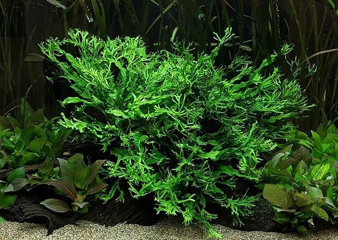 Java Fern Live Aquarium Plants - Potted Freshwater Plant for Fish Tanks - Beginner Friendly, Low Light (Windelov, 1 Pot)
