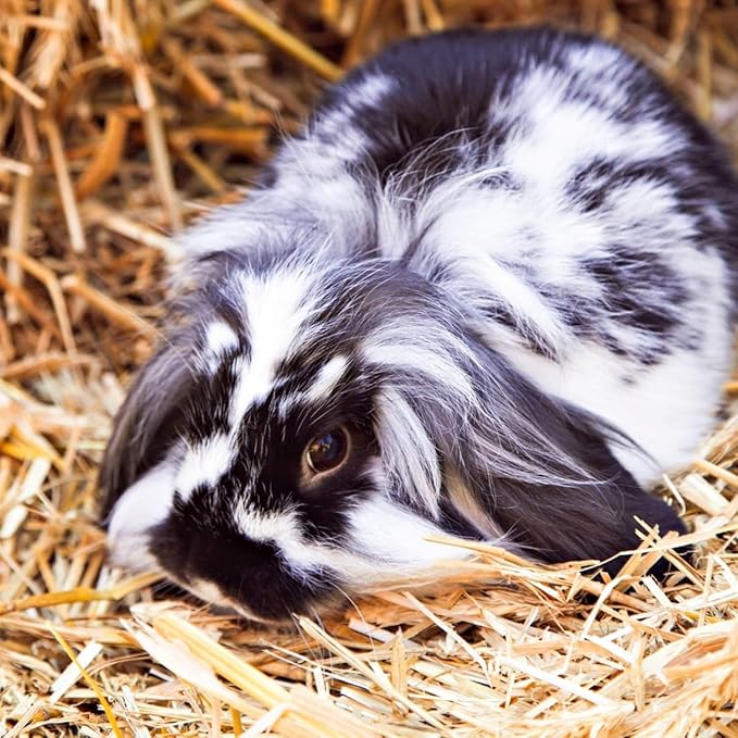 Blue Mountain Hay | Organic Bedding Straw (5 lb) | Natural Pet Bedding & Insulation for Rabbits, Guinea Pigs, Goats, Chickens, Stray & Feral Cats, and Small Animal Shelters