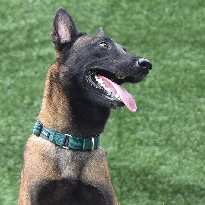 Hyhug Elite Anti-Escape Martingale Collar-Small Boy and Girl Dog Collar Safer and Comfy