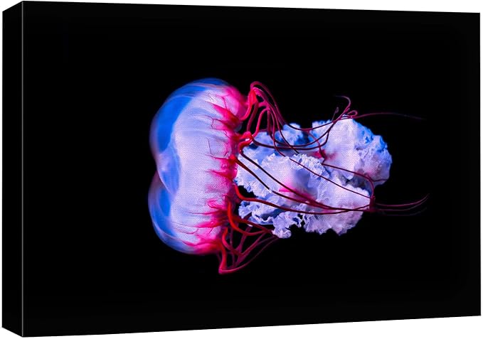wall26 Canvas Print Wall Art Vibrant Purple Pink Jellyish Dark Ocean Nature Animals Photography Realism Rustic Scenic Landscape Wilderness Earth Colorful for Living Room, Bedroom, Office - 16"x24"