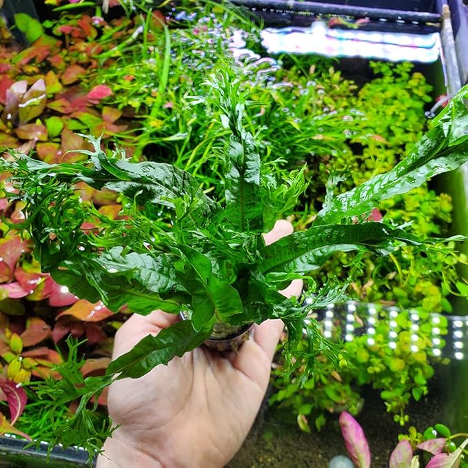 Java Fern Live Aquarium Plants - Potted Freshwater Plant for Fish Tanks - Beginner Friendly, Low Light (Windelov, 1 Pot)