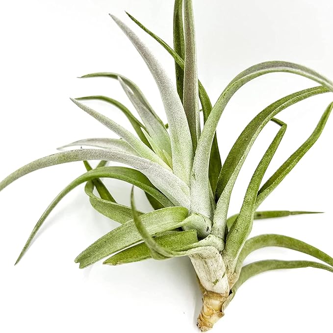 Air Plants - Tillandsia Cacticola, Jumbo 6-9" - 2ct - Live Arrival Guaranteed - House Plants for Home Decor & Gift