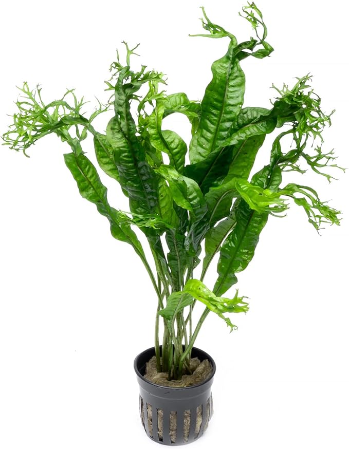 Java Fern Live Aquarium Plants - Potted Freshwater Plant for Fish Tanks - Beginner Friendly, Low Light (Windelov, 1 Pot)