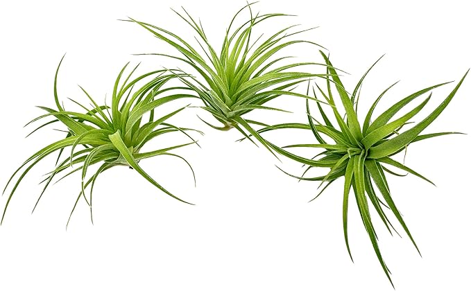Live Air Plants - Tillandsia Geminiflora 1-3" - 3ct – ragnaroc Live Indoor Plant - Live Arrival Guaranteed - House Plants for Home Decor & Gift