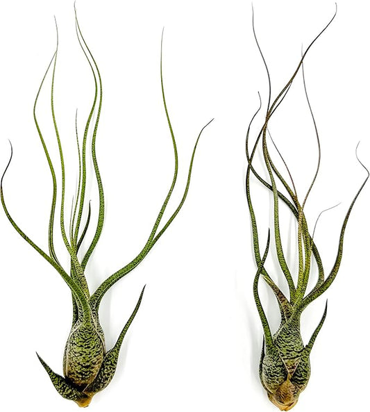Live Air Plants - Tillandsia Butzii, Jumbo 7-9" - 2ct - Live Arrival Guaranteed - House Plants for Home Decor & Gift