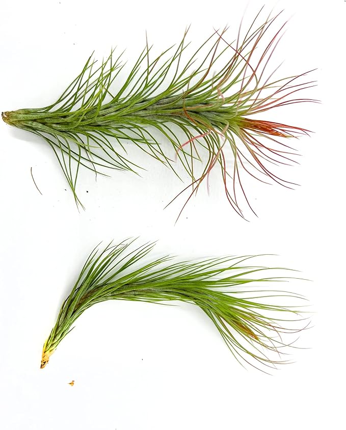 Air Plants - Tillandsia Funckiana Hybrid, Large 5-7" - 2ct - Live Arrival Guaranteed - House Plants for Home Decor & Gift
