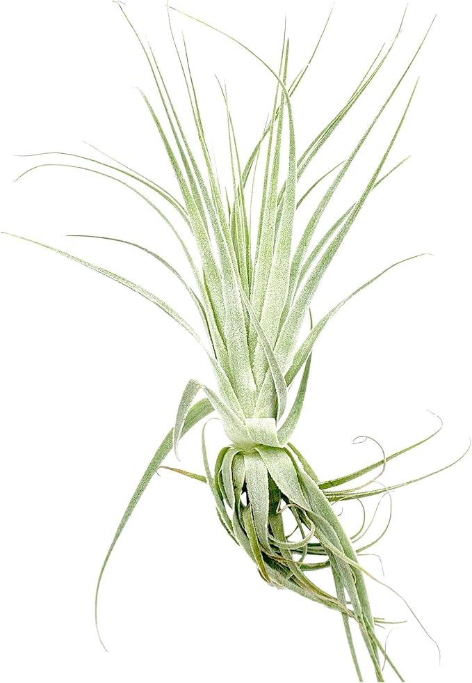 Live Air Plant - Tillandsia Gardneri 5-7” - 2ct - ragnaroc Rare Collectors Indoor Tropical Plant - Live Arrival Guaranteed - House Plants for Home Decor & Gift