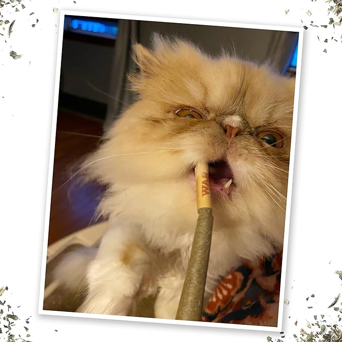 Meowijuana Cloud 9 Bundle | King Size Catnip Joints and Meowi-Waui | Hand Harvested and Rolled Dried High Potency Catnip | Grown in North America