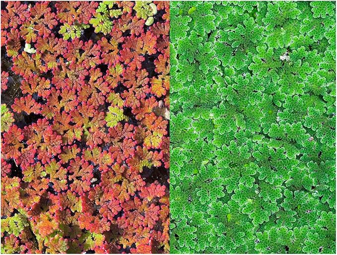 Azolla caroliniana 20 + Plants Live Floating Pond Plant Mosquito Fern Water Velvet Fairy Moss Aquarium Outdoor Ponds Fast Growth Outcompetes Algae Fish Food filiculoides