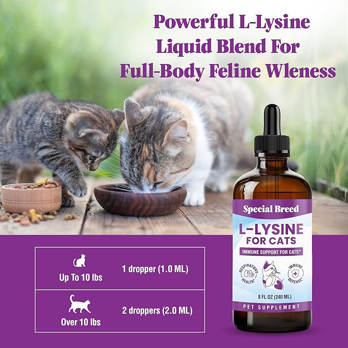 Special Breed L-Lysine for Cats & Kittens – Immune, Respiratory & Eye Health Support – Liquid Cat Supplement with Astragalus, Burdock, Atractylodes, Dangshen & Vitamins A, B1, B2, B6 – 8oz (240mL)