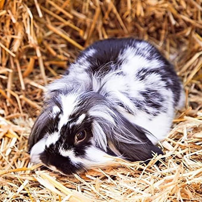 Blue Mountain Hay | Fresh 2nd Cutting Timothy Grass Hay (10 Pounds) | Soft & Leafy, Balanced Nutrition | High-Altitude Hay Pet Food for Adult Rabbits, Guinea Pigs, Chinchillas, and Other Small Pets