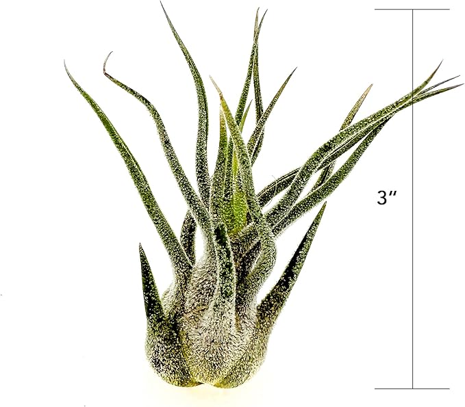 Air Plants - Tillandsia Pruinosa, Large 3-5" - 1ct - Live Arrival Guaranteed - House Plants for Home Decor & Gift