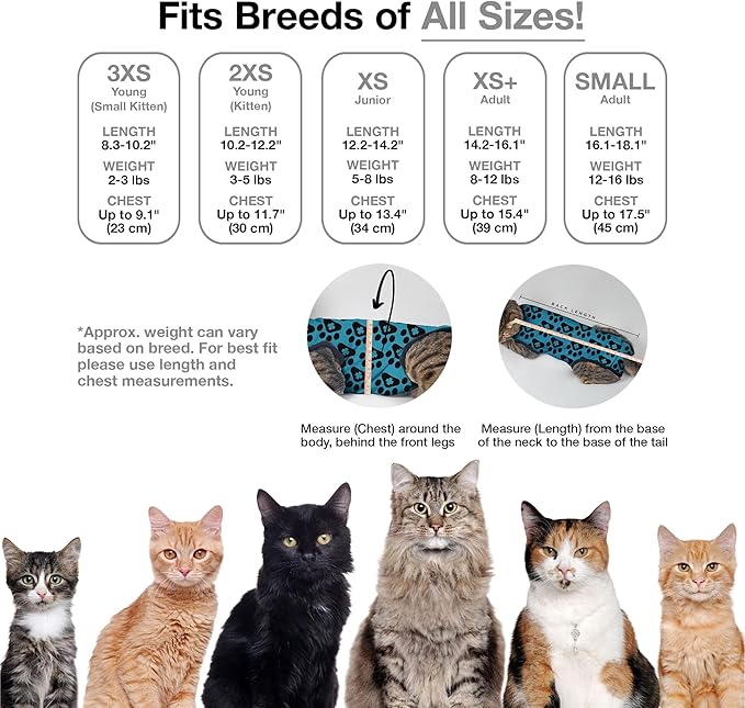 Bellyguard Cat Recovery Suit Female and Male, Comfy Onesie After Surgery, Kitten Clothes for Post-Op Care, Neuter and Spay Healing Outfits for Cats Only – Comfortable Kitten and Adult Cone Alternative