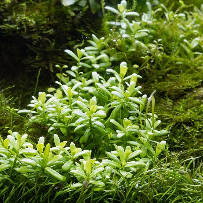 Ultum Nature Systems Hedyotis Salzmannii Tissue Culture Live Plant for Aquarium, Freshwater Fish Tank, Aquascaping - 100% Snail Free in Vitro